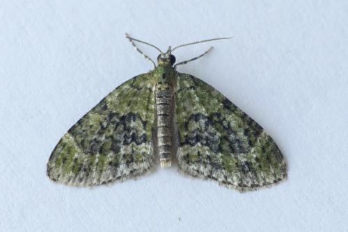 Réf. 288 588 : Acasis viretata